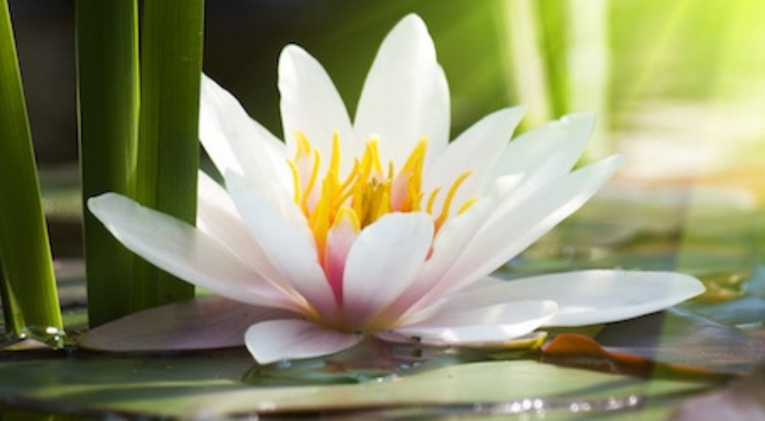 Massaggio ayurvedico, tutto quello che c'è da sapere sul corso per operatore