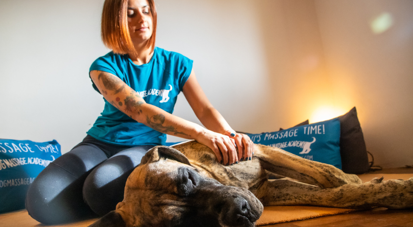 Coccole consapevoli, un weekend per imparare a massaggiare il proprio cane 